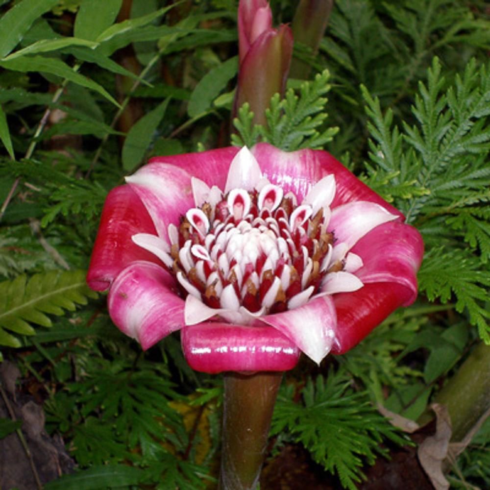 Polynesian Produce Stand Malay Rose TORCH Ginger Seedling Etlingera